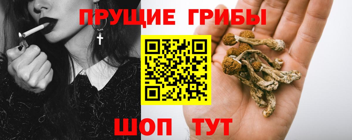 Богородск  цена   Вход с VPN  Псилоцибиновые грибы GOLDEN TEACHER 